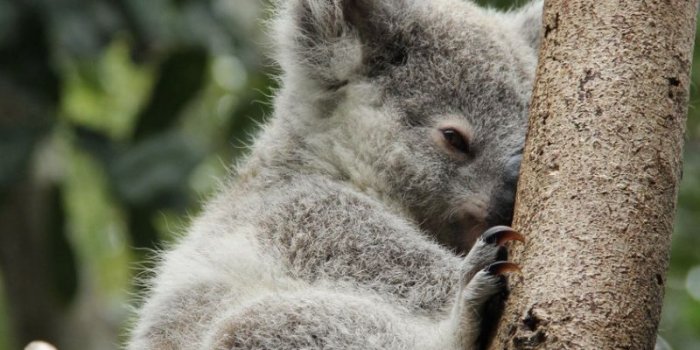 800x1280 Koala iPhone Wallpapers - Top Free Koala iPhone Backgrounds -  WallpaperAccess