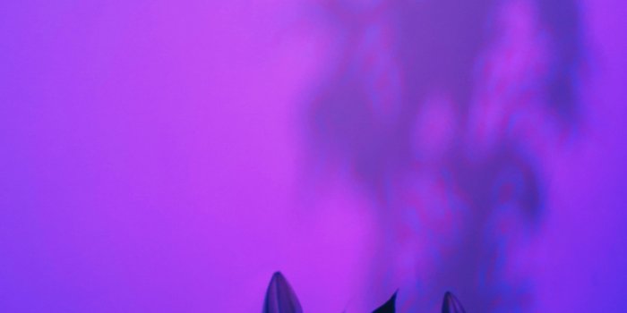 2250x4000 Purple Lily Photos, Download Free Purple Lily Stock Photos & HD Images