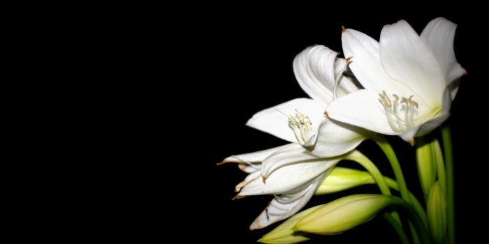 5120x3200 White Lily Ultra HD Desktop Background Wallpaper for 4K UHD TV : Tablet :  Smartphone