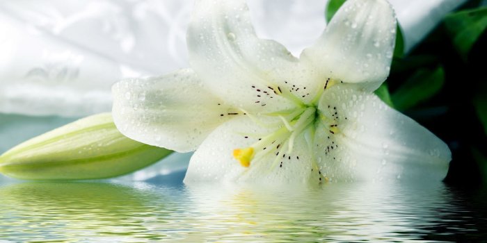 1920x1200 102+ Easter Lily