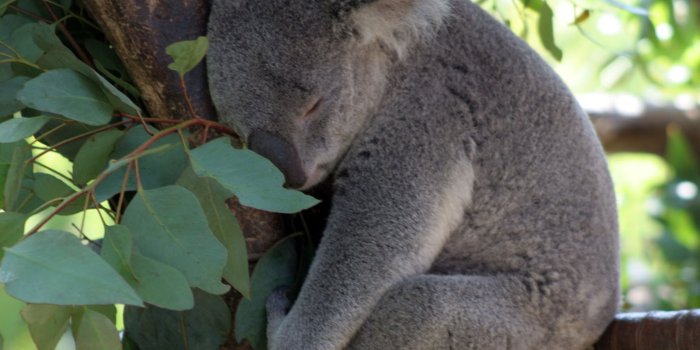 1600x1200 Desktop Wallpapers » Animals Backgrounds » Baby Koala Bear »  www.desktopdress.com