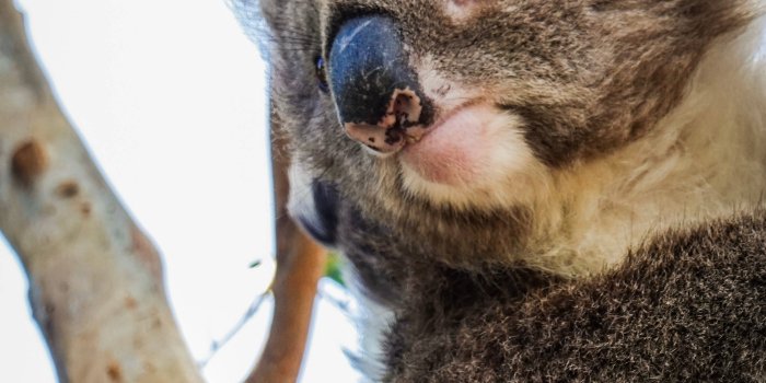 2746x4882 Download Koala Close-up Photography Wallpaper | Wallpapers.com