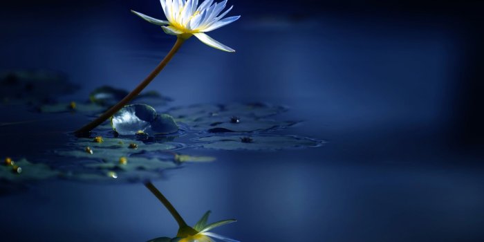 1920x1080 Desktop Wallpaper Reflections, Lake, Water Lily, White Flower, Hd Image,  Picture, Background, A98cf6