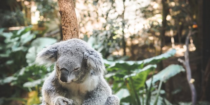 1000x1250 30k+ Koala Bear Pictures | Download Free Images on Unsplash