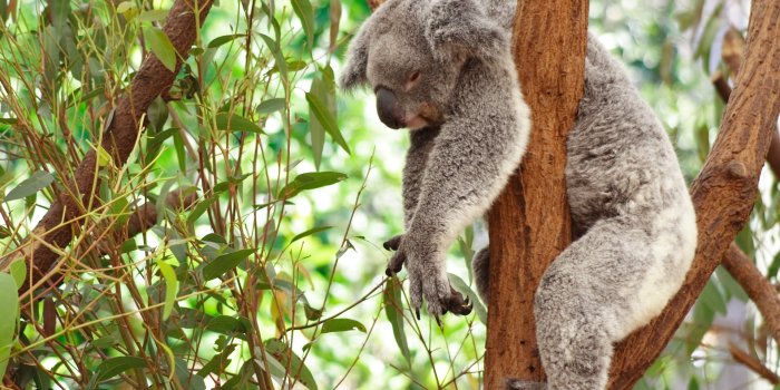 1920x1200 koala Wallpapers HD / Desktop and Mobile Backgrounds