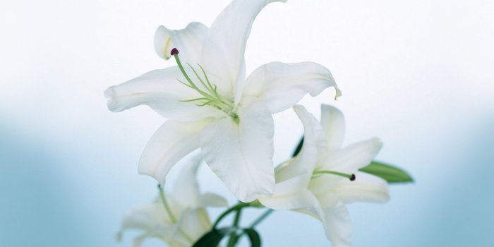 1600x1000 67+] Lily Wallpaper - WallpaperSafari