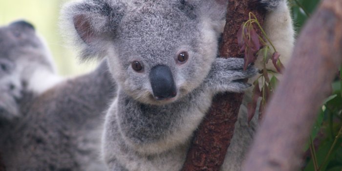 1313x1204 Free download Koala Bears HD Wallpaper Animals Wallpapers [1313x1204] for  your Desktop, Mobile & Tablet | Explore 76+ Koala Bear Wallpaper | Pooh  Bear Wallpapers, Koala Wallpapers, Teddy Bear Wallpapers