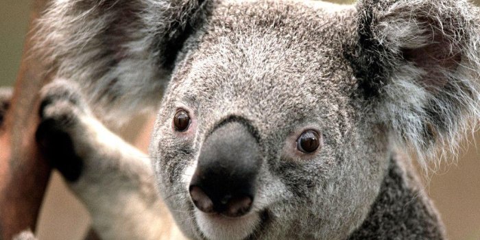 1024x768 Koala Wallpapers