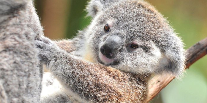 2048x1280 Koala HD Wallpapers and Backgrounds (41) http://www.urdunewtrend.com/hd- wallpapers/animal/koala/koala-hd-wallpapers-… | Tasmaanse duivel,  Kangoeroe, Suikereekhoorn