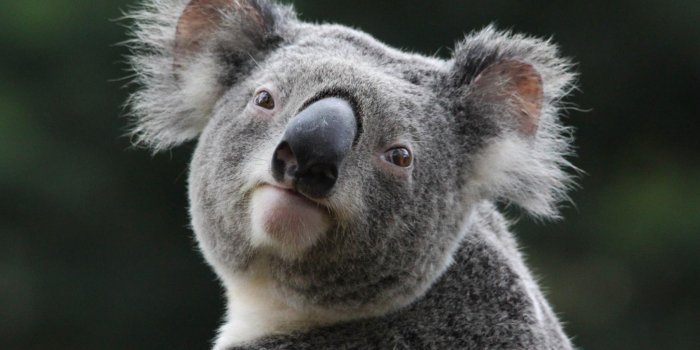 2048x1365 Koala #6838861