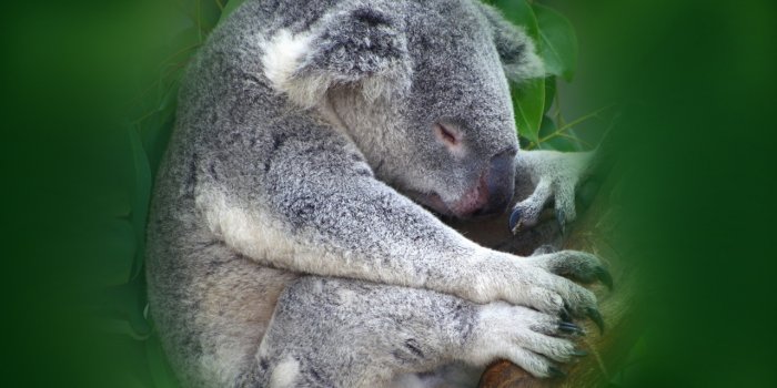 1280x804 Koala wallpapers | Koala stock photos