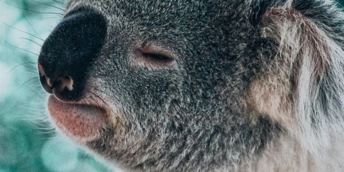 1080x1920 koala bear smelling foot iPhone Wallpapers Free Download