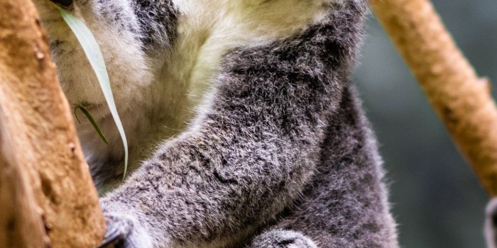 1360x2400 Koala eating leaves Wallpaper 4k Ultra HD ID:10200