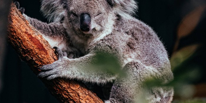 2039x2549 Download Sleepy Koala On Tree Branch Wallpaper | Wallpapers.com