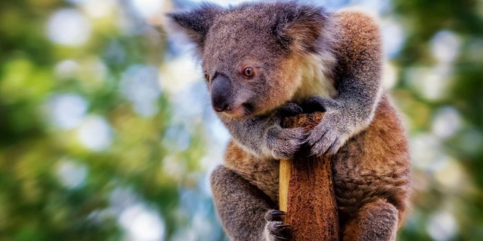 2560x1080 2560x1080 koala, blur, beast 2560x1080 Resolution Wallpaper, HD Animals 4K  Wallpapers, Images, Photos and Background - Wallpapers Den
