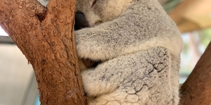 3024x4032 Koala Photos, Download Free Koala Stock Photos & HD Images