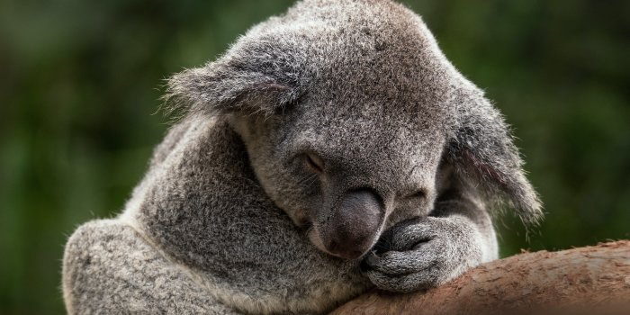 4822x3214 79334 Koala 4K, Sleeping - Rare Gallery HD Wallpapers
