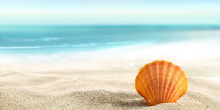 1332x850 Wallpaper sand, sea, beach, summer, the sun, shell, beach, sand, seashell  images for desktop, section природа - download