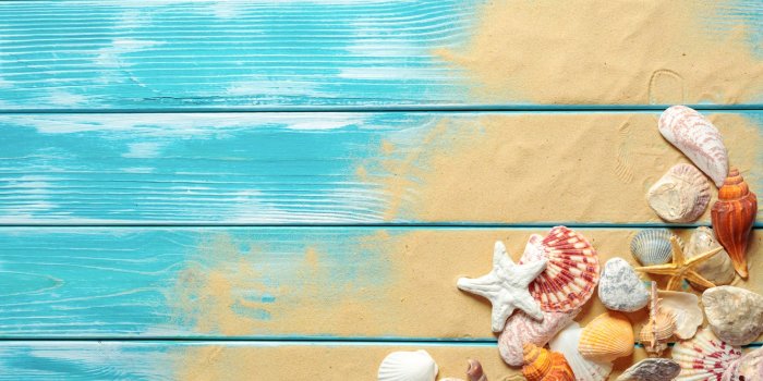 1332x850 Wallpaper sand, beach, shell, beach, wood, sand, marine, still life,  seashells images for desktop, section разное - download