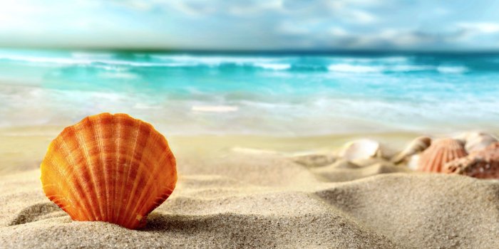 2880x1800 Shell, beach, sea #beach #sand #shell #sea #Summer #2K #wallpaper  #hdwallpaper #desktop | Beach sunset wallpaper, Fernandina beach, Beach
