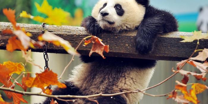 1920x1253 Free Cute Panda Wallpaper Downloads, [69+] Cute Panda Wallpapers for FREE |  Wallpapers.com