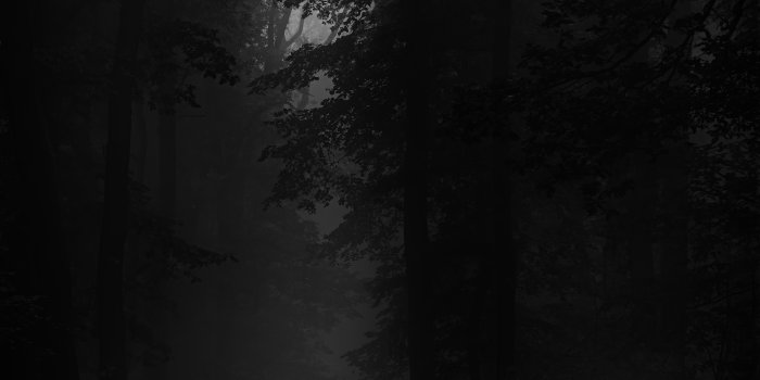 3690x8192 Dark Forest Photos, Download Free Dark Forest Stock Photos & HD Images