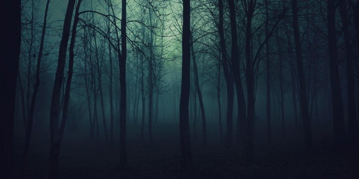 1920x1200 Dark Forest Wallpapers HD