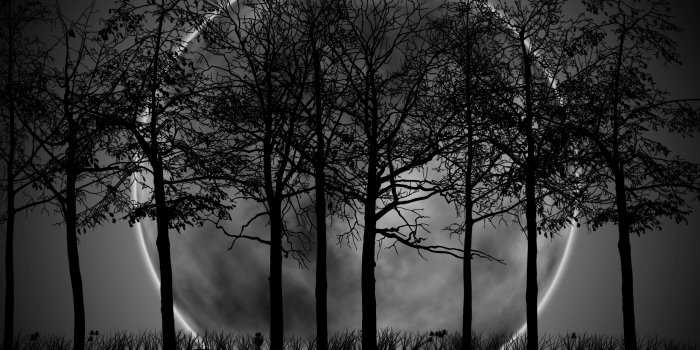 2560x1600 29+] Dark Forest With Moon Wallpapers - WallpaperSafari
