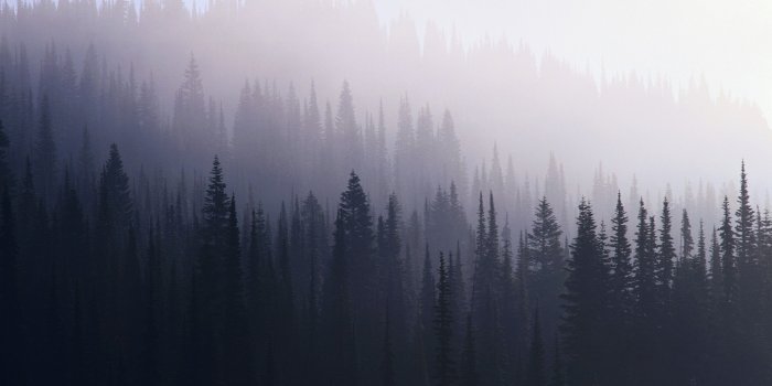 2880x1800 25+] Dark Forest Desktop Wallpaper - WallpaperSafari