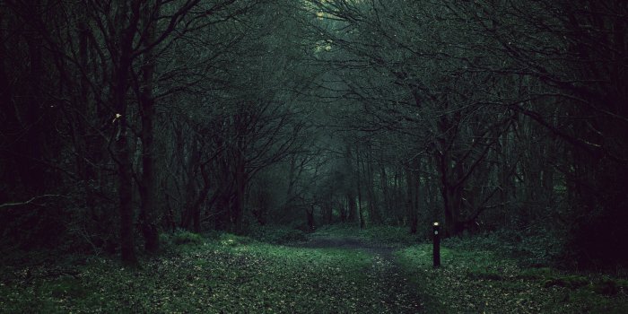 3840x2160 Dark Forest 4K wallpaper