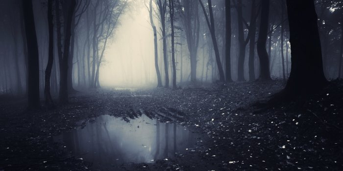 1920x1080 Dark Forest Chromebook Wallpaper