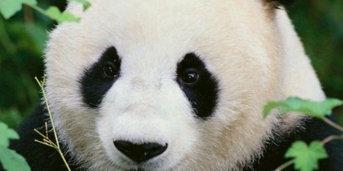 736x1308 Panda Woods Nature iPhone 6 Wallpaper Download | iPhone Wallpapers, iPad  wallpapers One-stop Download | Panda images, Cute panda baby, Giant panda