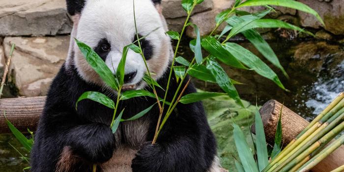 1920x1280 Free Panda Wallpaper Downloads, [300+] Panda Wallpapers for FREE |  Wallpapers.com