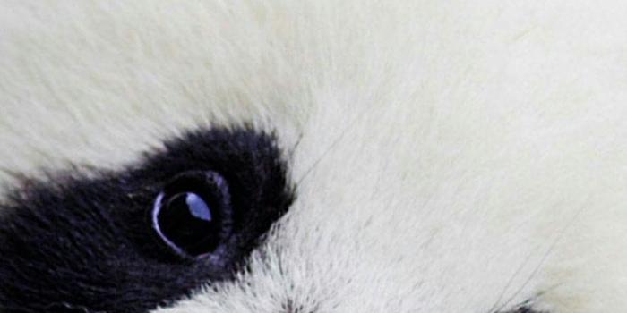 1284x2778 Best Giant pandas iPhone HD Wallpapers - iLikeWallpaper