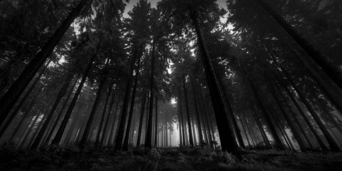 2560x1440 502631 2560x1440 dark forest - Rare Gallery HD Wallpapers