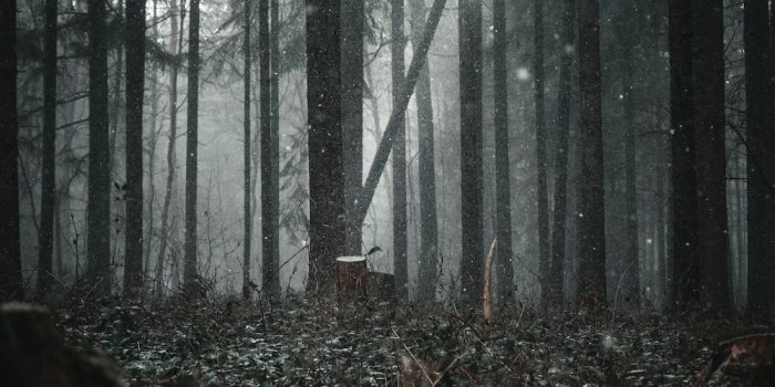 1000x1500 Forest Dark Pictures | Download Free Images on Unsplash