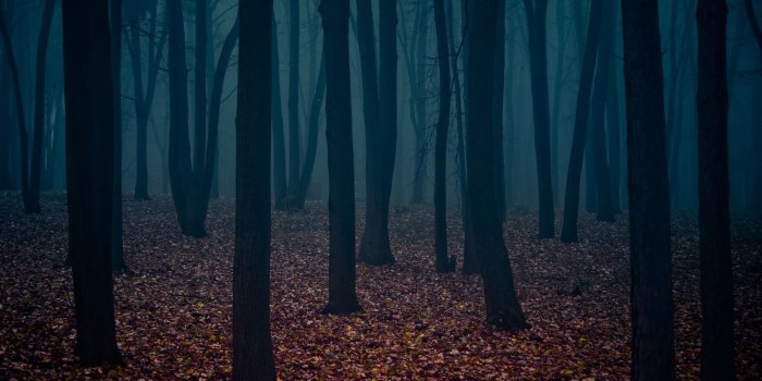 1920x1200 Dark Forest Wallpapers