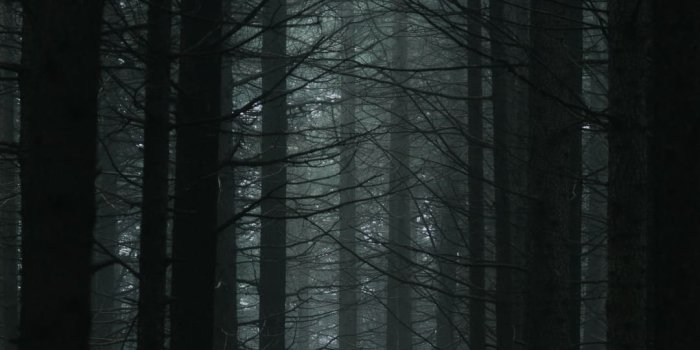 1080x1920 Dark Forest Wallpaper - TubeWP