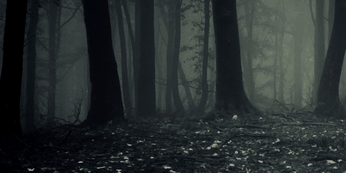 1080x1920 Dark Forest Home Screen Wallpaper