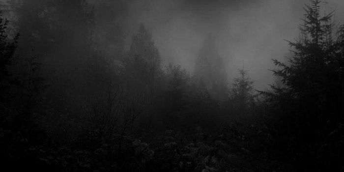 1920x1080 Dark forest Wallpapers Download | MobCup
