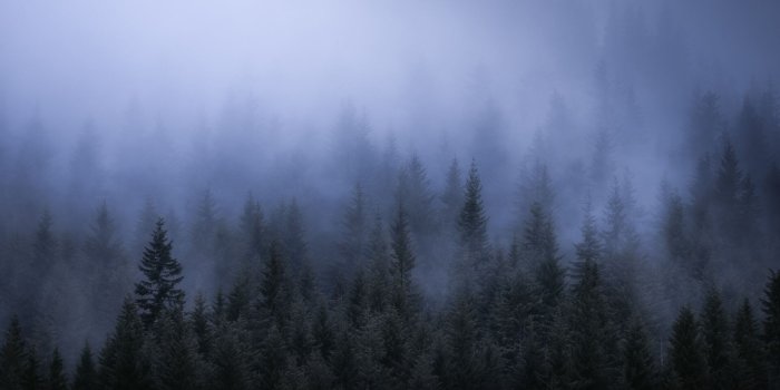 1920x1080 1920x1080 Fog Dark Forest Tress Landscape 5k Laptop Full HD 1080P HD 4k  Wallpapers, Images, Backgrounds, Photos and Pictures