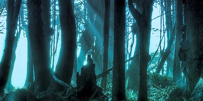 1080x1920 Dark Forest Wallpapers - TubeWP