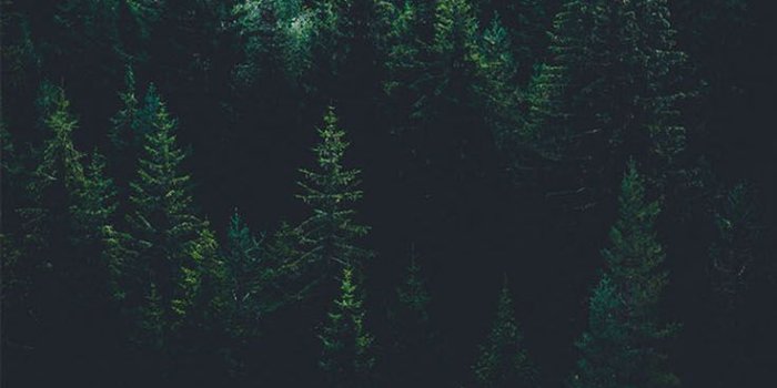 736x1308 Dark Forest iPhone Wallpapers - Top Free Dark Forest iPhone Backgrounds -  WallpaperAccess