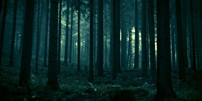 1920x1080 Dark Forest Wallpapers HD High Quality - PixelsTalk.Net