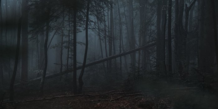 3840x2160 Dark Forest Anime Wallpapers