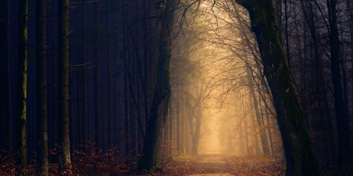 6000x4000 Dark Forest Photos, Download Free Dark Forest Stock Photos & HD Images