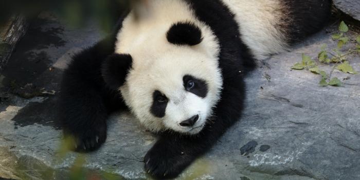 1000x1498 Panda Wallpapers: Free HD Download [500+ HQ] | Unsplash