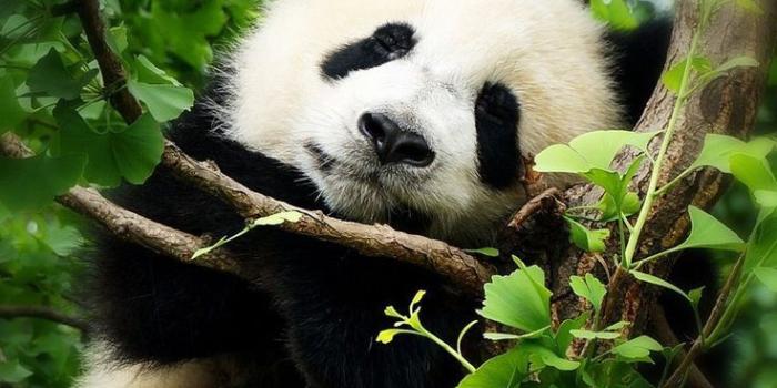 736x1370 Cute Panda Hd Wallpaper | Panda wallpapers, Panda wallpaper iphone, Panda  bears wallpaper