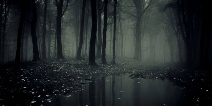 3840x2160 Scary Forest Wallpapers and Backgrounds 4K, HD, Dual Screen