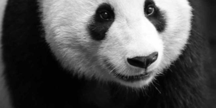 1080x1920 Black Panda Wallpapers [Full HD Images]